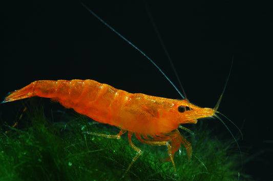 Mastering the Art of Acclimating Neocaridina Shrimp: A Case Study