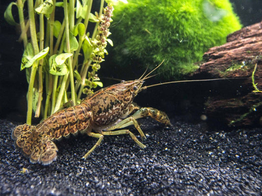 Self-Cloning Craw Daddy (Marbled CrayFish)