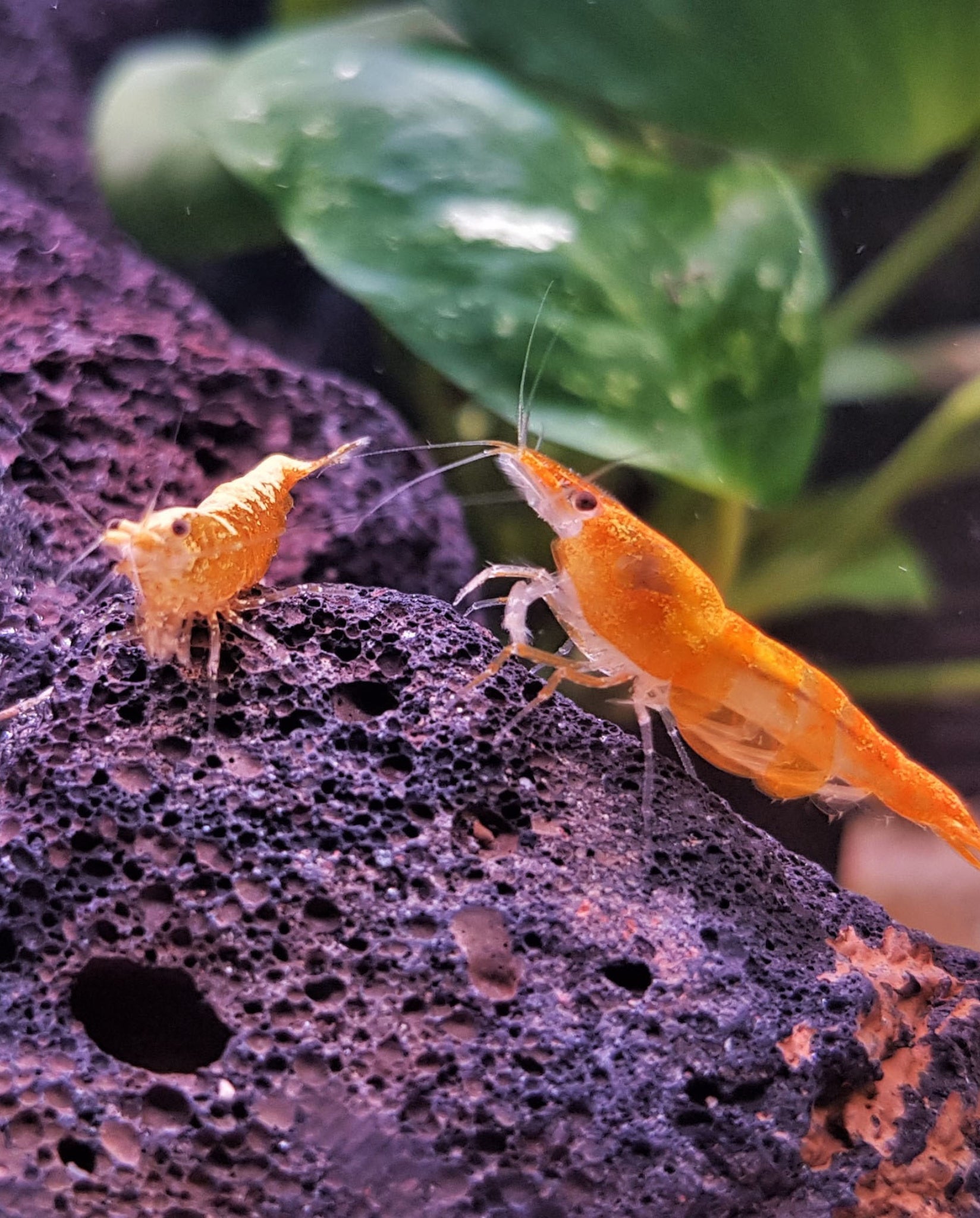 Sunkist Orange Neocaridina Shrimp A+ High Grade – ADHD Aquatics